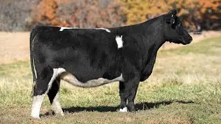 Bloomberg Cattle: Tag 20