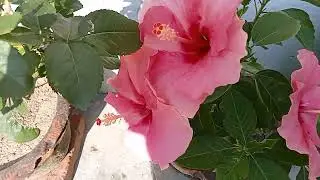 Gardening flowers hibiscus 🌺 flowers 🌸