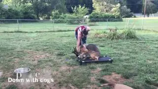 German Shepherd Dog Training in Northern Virginia | Best Off Leash Dog Training | OLK9