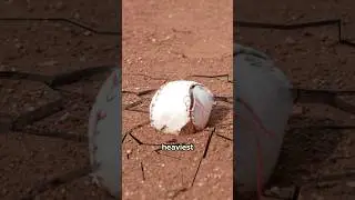 Я испытал самый тяжелый бейсбольный мяч в мире