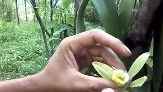 Polinating vanilla