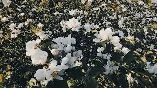 VID 20240519 190906 Н.Ф. Щербине 1857 (Федор Тютчев)...Павел Васильев Лахтинский