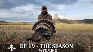 WYOMING MERRIAMS TURKEY HUNT - CALLING GOBBLERS FROM 3/4 MILE AWAY.. WHILE NAPPING?