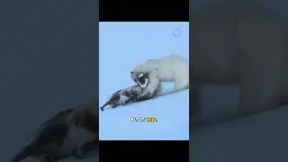 Захватывающая погоня: белый медведь охотится на оленя!