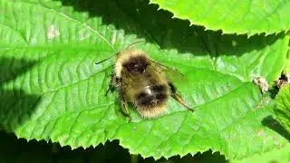 Early Bumblebee (Bombus pratorum)