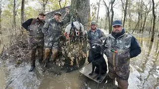 MALLARDS in the ARKANSAS FLOODED TIMBER