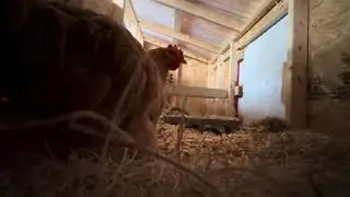 A rainy dramatic video of my backyard chickens in the hen house laying eggs (chicken sounds)