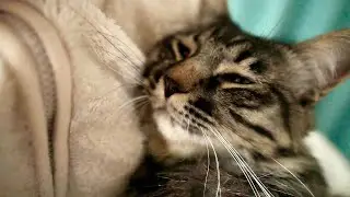 テト（先住猫）が抱えたストレスをぶつけてきました‥