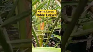 Selain Vanili Lampot kita Juga Coba Kurma Lampot