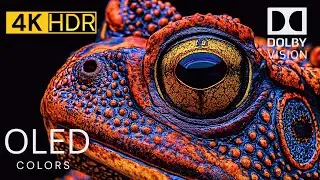 Nature&rsquo;s Most Vivid Colors Caught in 4K Dolby Vision HDR Immersion