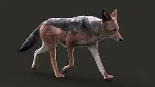 Black Backed Jackal run Loop Animation | CG Creature artist #stynsour