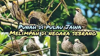 Burung CUCAK RAWA Bisa Hidup Bebas Di Negara Ini