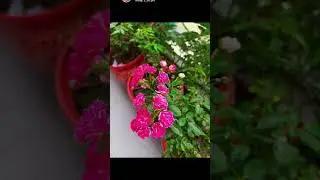 #SoNicePinkRosesflowersPlants#plantsshorts