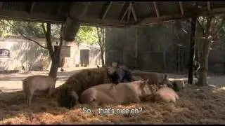 Movietrailer ***DIVINE PIG - GODDELIJK VARKEN***
