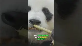 Panda Conservation: Saving Pandas Through Global Teamwork #shorts
