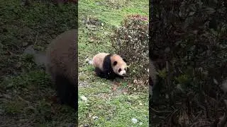 This little red panda is SO cute, I&rsquo;m dying to give it a hug. #travel