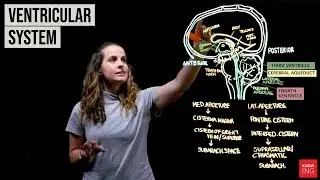 Ventricles and Cerebrospinal Fluid Flow