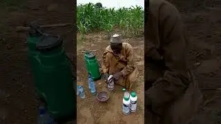 HOW TO USE AMSAJ LIQUID ORGANIC LIQUID GEL FERTILIZER IN MAIZE FARM
