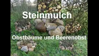 Steinmulch, - an Obstb&auml;umen und Beerenb&uuml;schen, bisherige Ergebnisse