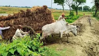 Bullock carriage cart accident with full load // Stuck with loaded paddy