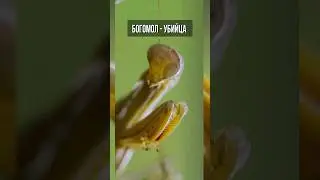 Богомол со зверским аппетитом - поедающий ящериц, мышей и птиц