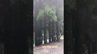 #lava #lavapineforest #pineforest Nature lover #love