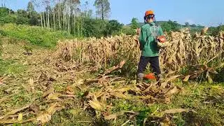 &ldquo;Post-Harvest Cornfield Clean-Up | Real Country Living&rdquo;