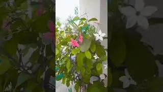 #india #priyanka vigo videos