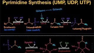 Pyrimidine Synthesis: De Novo Pathway (UMP, UDP, UTP) | Biochemistry