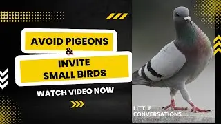 How To Avoid Pigeons And Invite Small Birds | Bird Feeding | Get Rid Of Piegons | Sana Firdaus |
