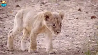 Dangerous Moments Of Baby Predators After Birth - animal documentary