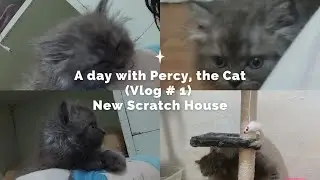 A day with Percy, the cat (Vlog # 1)  His scratch house