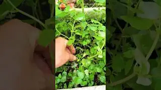 Peperomia Pellucida Plant Propagation in Water #plantpropagation