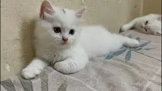 🐾 LIVE: Adorable Persian Kittens Playtime | Cute Fluffy Cats Streaming Now! 🐱💖