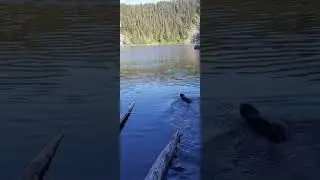 2022-08-25 Buddy fetching sticks in Mason Lake