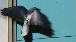 crow bird fighting with its own reflection | crow sounds Full HD
