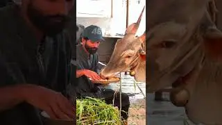Most beautiful hallikar bull video#hallikarstudbull #hallikar #farm