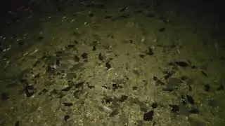 A night shot of Gun Lake (for water lovers (you know who you are))