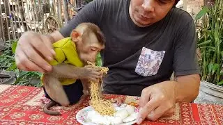 Yummy! Obedient Monkey Koko Eating Fried Noodles So Fast & Too Delicious