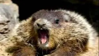 Groundhog see his shadow!! Amazing