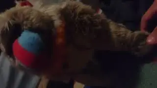 La rata y el gato siam&eacute;s 