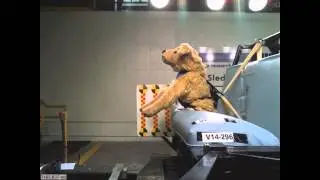 75 lb Dog Dummy Crash Test - Solvit