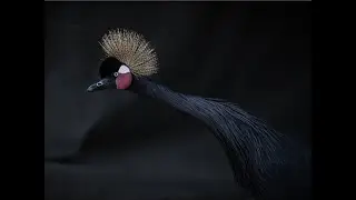 Storks and Cranes