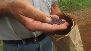 Planting Fall Greens--Mustard and Turnip