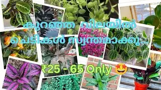 Plant sale video part: 76