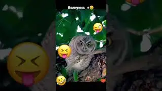 ПЕРЕКЛИЧКА😜 #юмор #смешновидео #shortvideo #прикол #смешнойшортс #best #смех #шуточное