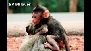 Monkey Psycho So Crazy Carry Baby Until Night - Amara 83