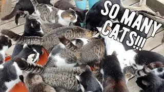 Japan's Cat Island Tashirojima | A Cat Lover's Paradise | Japan Cheap Food & Travel