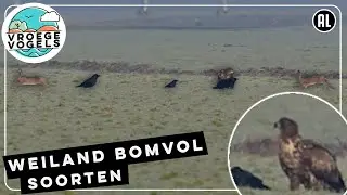 Zeearend, raven, hazen en kraaien hangen rond in weiland | Zelf Geschoten | Vroege Vogels