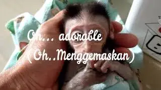 Adorable Baby Monkey Afternoon Wake-Up - Lovely Animal